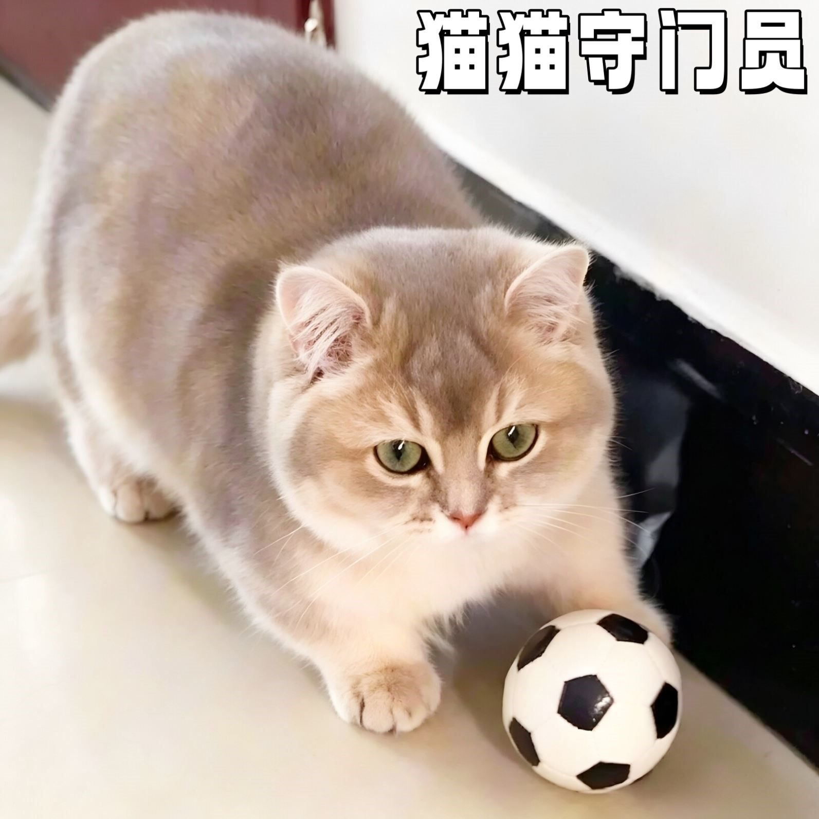 猫狗自嗨6cm弹力耐磨耐咬足球