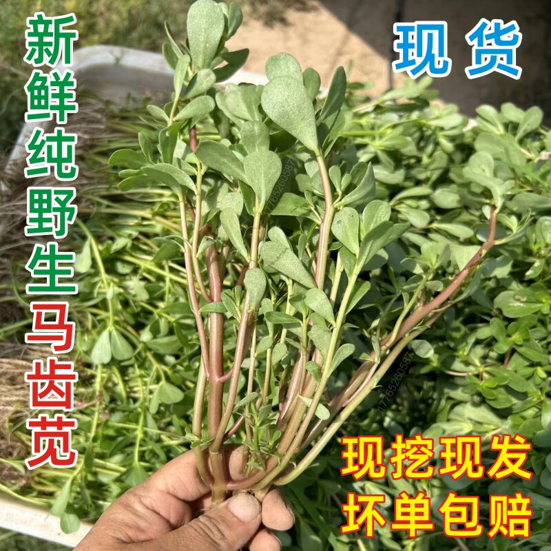 2026年新鲜马齿苋天然纯野生马齿菜现挖长寿菜食用马蜂菜带根包邮