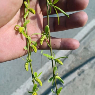 2026年新鲜柳芽尖蔬菜柳树芽凉拌柳芽菜营养丰富嫩柳尖柳絮柳构菜