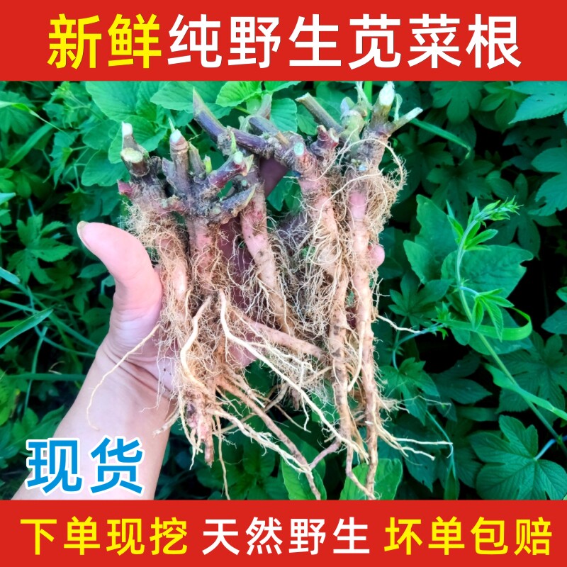 2026年现挖天然纯野生苋菜根新鲜簕苋菜根煲汤食用苋菜根现货包邮