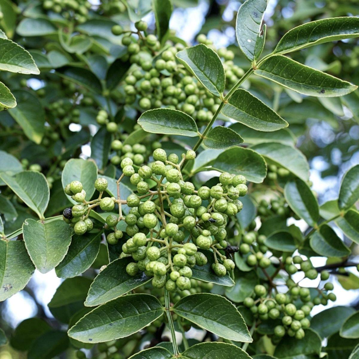 青花椒新鲜麻椒现摘绿花椒调味食用青藤椒麻香带枝带叶现货包邮