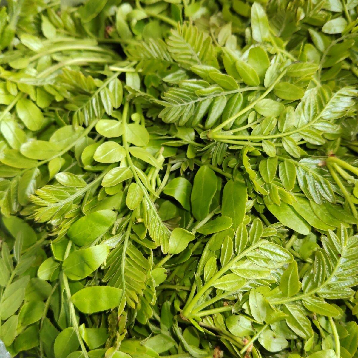 26年焯水冷冻皂角芽蔬菜包邮