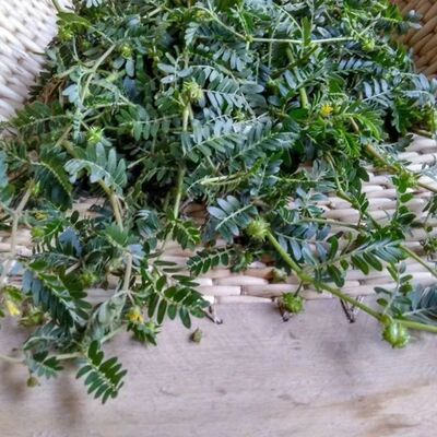 新鲜现采野生中草药刺蒺藜全草白蒺藜子鲜品蒺藜秧三角刺现挖现发