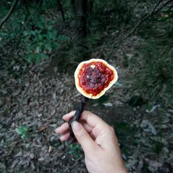 神农架野生赤灵芝深山整枝林芝天然野生灵芝切片泡酒茶正品 500g