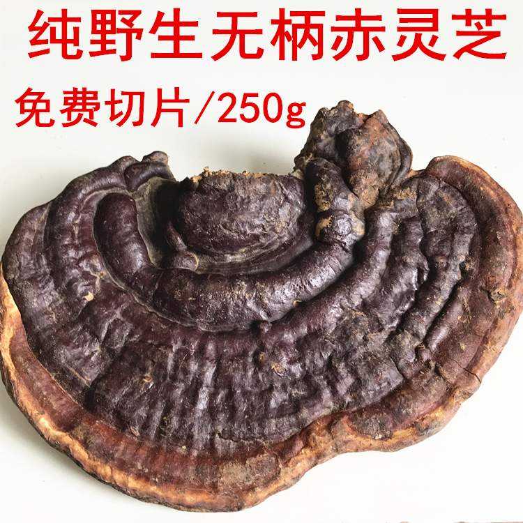 神农架大个无柄赤芝深山整枝赤灵芝菌泡茶天然正品林芝切片250g