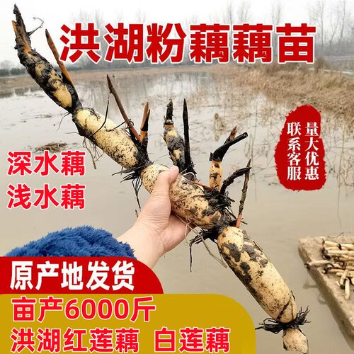 食用藕苗莲藕种苗盆栽