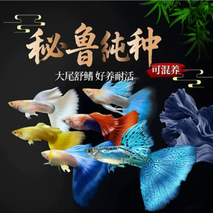 孔雀鱼小型精品热带鱼观赏鱼淡水纯种凤尾鱼好耐活孕母繁殖盒饲料