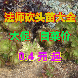 多肉植物法师砍头苗无根铜壶万圣节绿羊绒粉女巫美杜莎黑法师锦