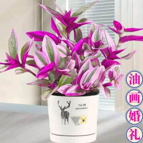 油画吊兰盆栽阳台室内绿植花卉