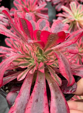 多肉植物美杜莎粉女巫孔雀水墨画 万圣节锦凤凰 铜 壶精品法师锦