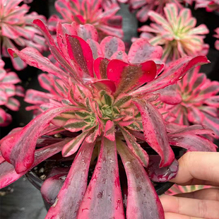 多肉植物美杜莎粉女巫孔雀水墨画 万圣节锦凤凰 铜 壶精品法师锦