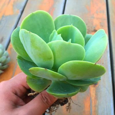 绿植鸡蛋碧桃窗台盆景多肉植物