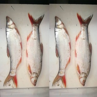 黑龙江抚远红尾鱼淡水鱼冻板