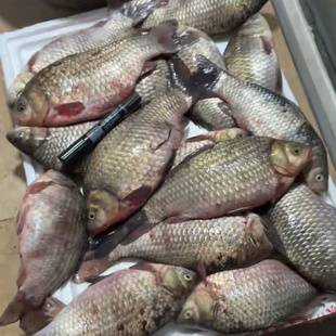 抚远鲫鱼江鱼冻板鲜鱼速冻