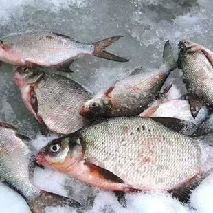 黑龙江抚远边花鱼淡水鱼煎鱼整条鱼鲜鱼速冻