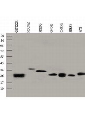 TA-03-0.1ml 试剂 Mouse Anti-GST mAb