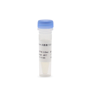 BL1271A 100 RNase A溶液