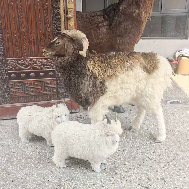 一比一仿真绵羊模型美丽奴羊萨福克羊装饰摆件展厅标本影视道具