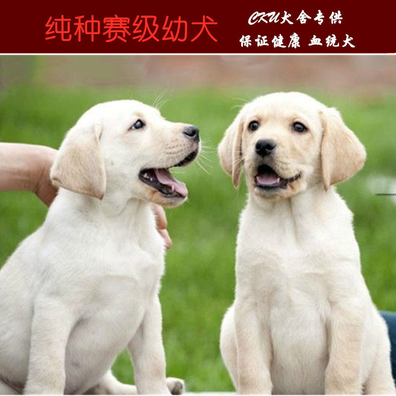 纯种拉布拉多犬大型犬家养拉布拉多幼犬神犬小七巡回导盲犬宠物狗