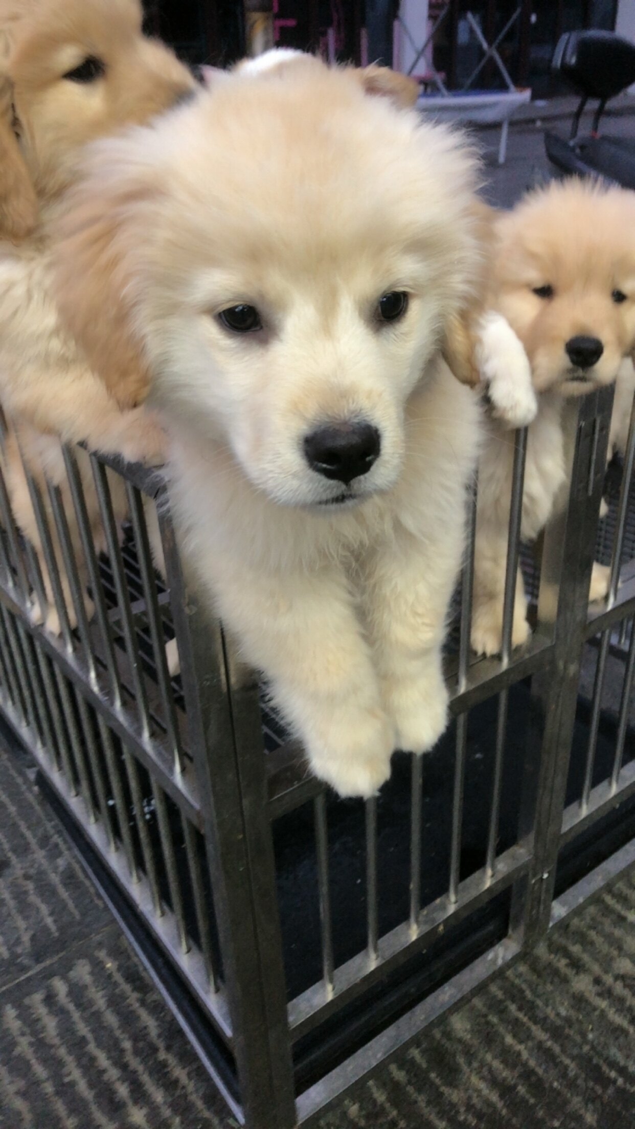 小狗活体宠物狗狗活体宠物狗狗活狗狗