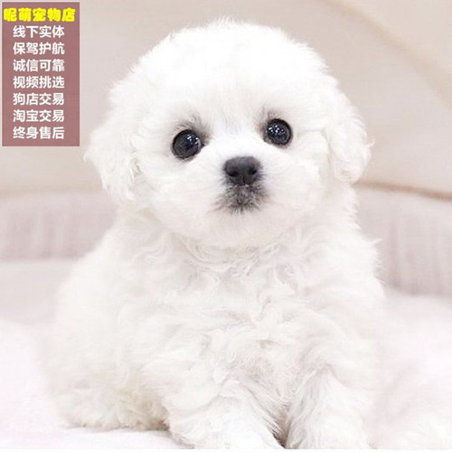 实体店同步小体比熊小型犬纯种