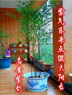 庭院景观竹全冠不剪头四季竹子苗金竹绿竹紫竹苗罗汉竹子盆栽