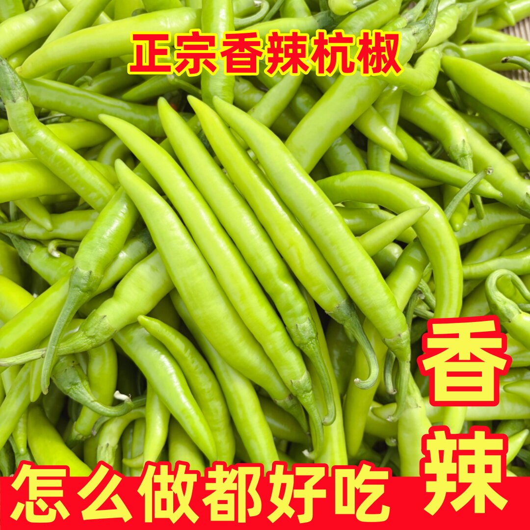 精品正宗杭椒中辣新鲜现摘薄皮小辣椒中辣当季农家特产