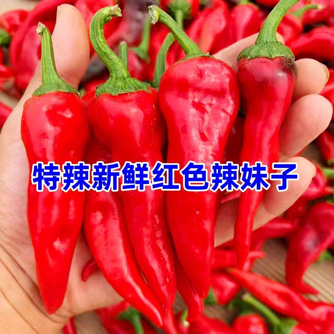 精品红辣妹子农家现摘红辣椒新鲜蔬菜辣妹子辣椒酱专用炒菜大红椒