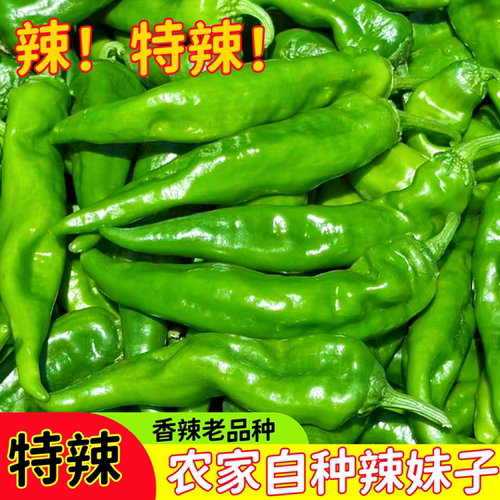 特辣山东品种辣妹子正宗辣椒新鲜超级当季薄皮尖椒蔬菜超辣现直发