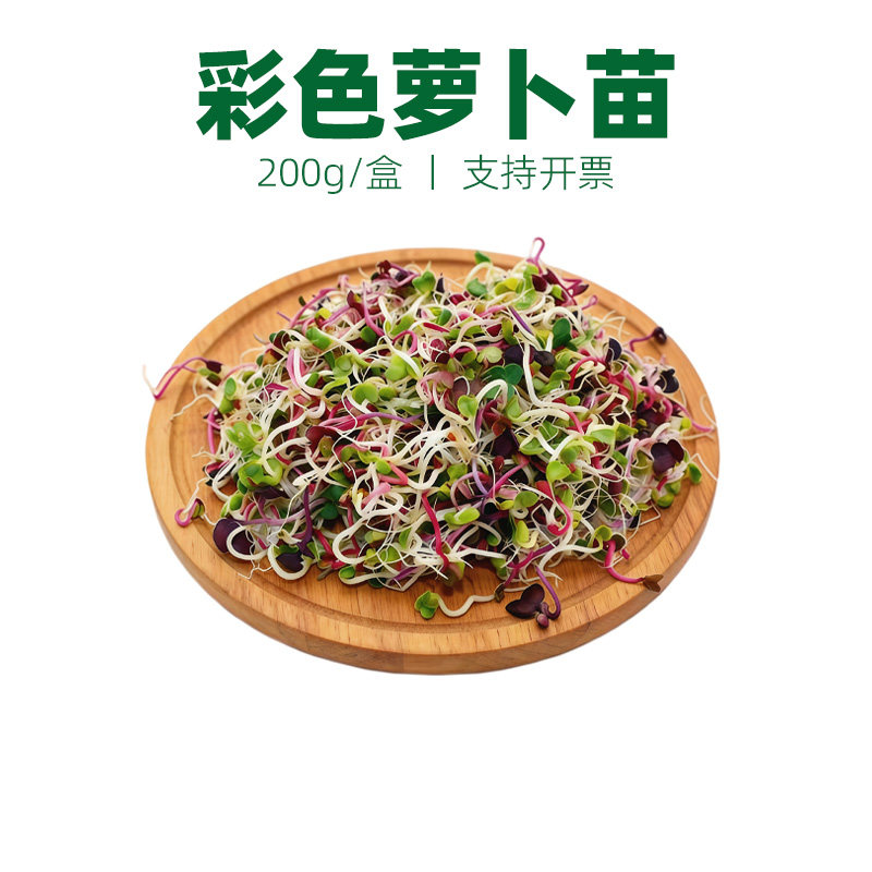 七彩萝卜苗可食用芽苗菜