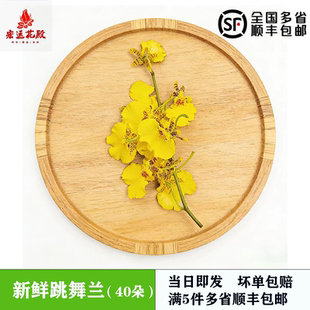 新鲜采摘跳舞兰文心兰金蝶兰 西餐蛋糕烘焙冷菜摆盘装饰花草点缀