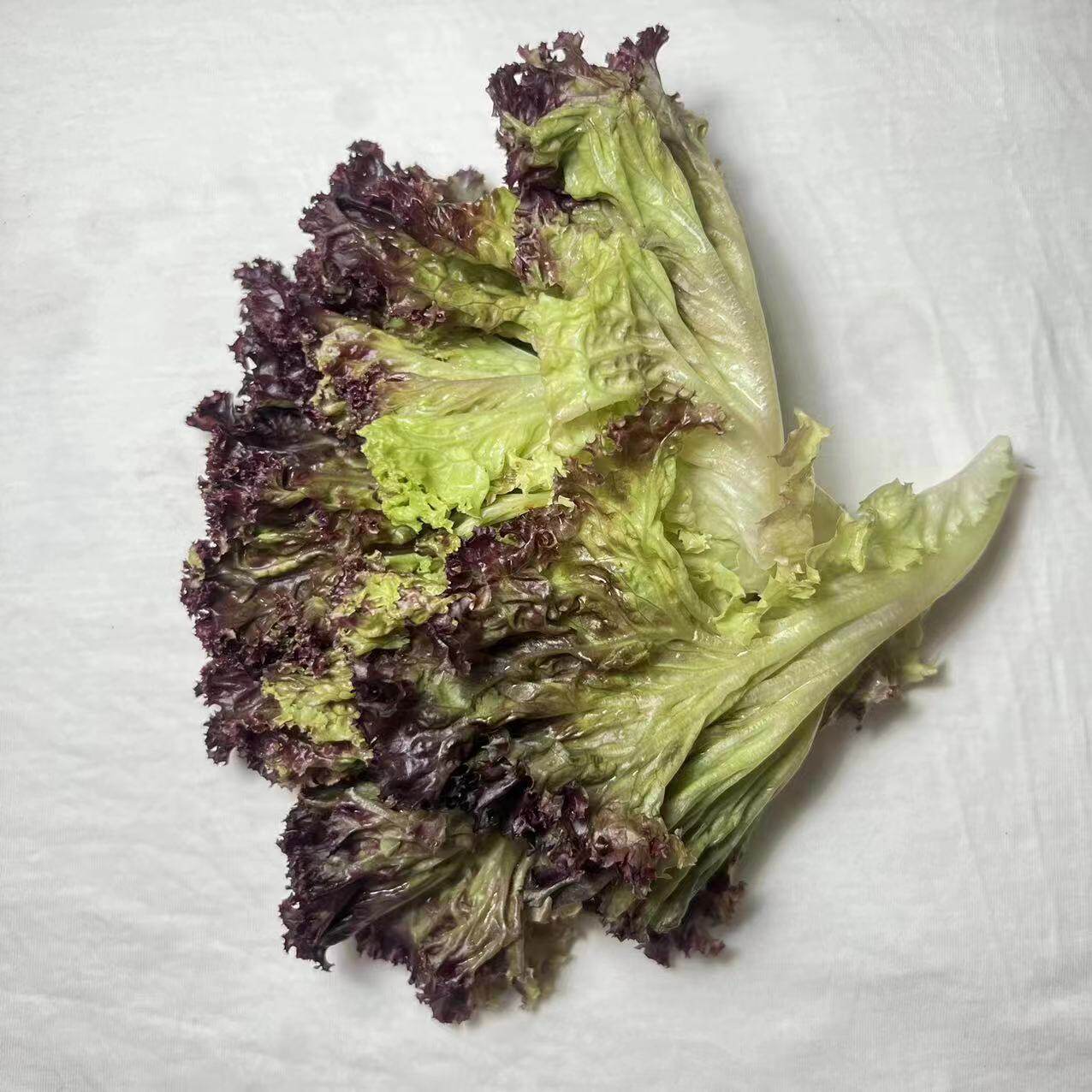 红叶生菜 罗莎红生菜 新鲜蔬菜沙拉材料轻食红叶紫生菜250g