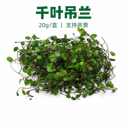 千叶吊兰 西餐酒楼摆盘装饰花草蛋糕饮品甜品点缀长寿藤吊兰叶子