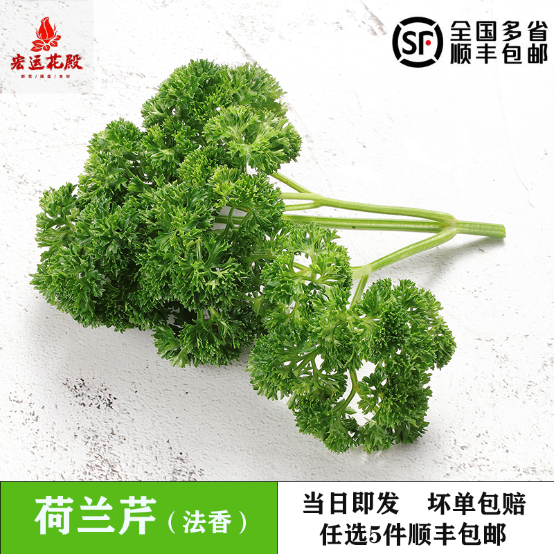新鲜荷兰芹250g 法国香菜 欧芹 可食用日料冷菜西餐酒店摆盘装饰