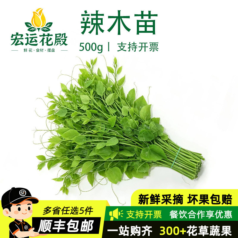 新鲜辣木苗姑娘菜赤苍藤餐饮酒店食材创意龙须菜当季野菜凉拌火锅