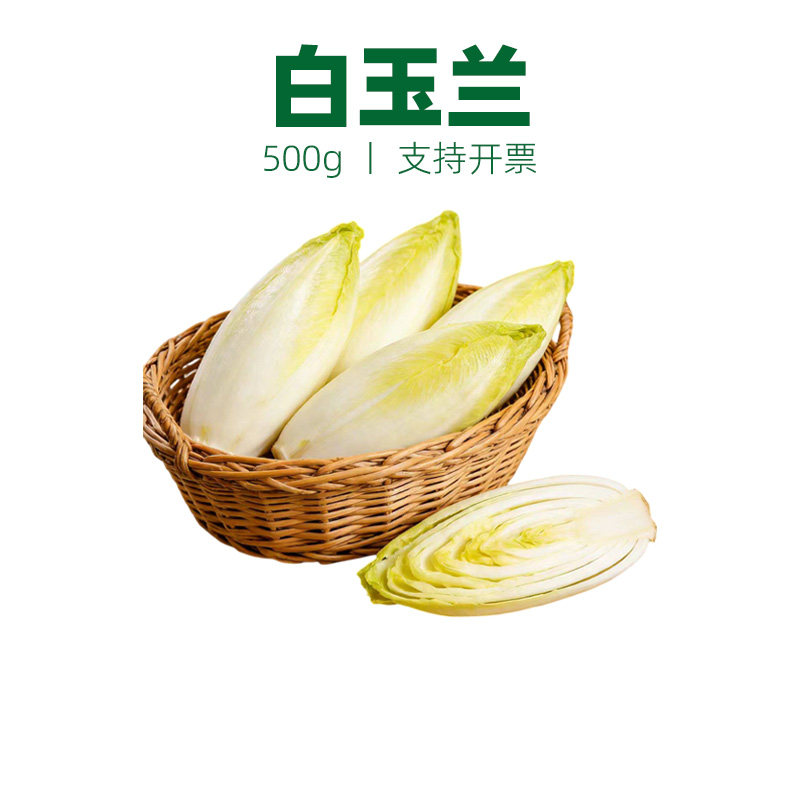 玉兰菜白玉兰软化菊苣白菊