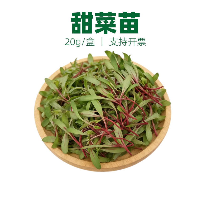 甜菜苗牛皮菜可食用苗芽菜蔬菜苗