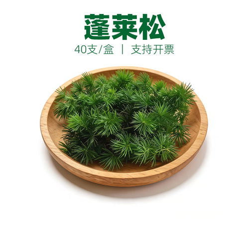 蓬莱松松叶摆盘装饰点缀绿植叶子