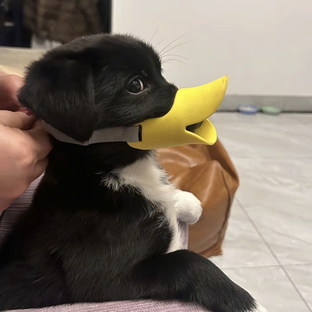 狗狗嘴罩防咬防叫防乱吃东西可爱泰迪嘴套小狗嘴罩狗罩口罩鸭嘴,宠物/宠物食品及用品,帽子,淘宝优惠券,粉丝福利购,淘宝优惠卷