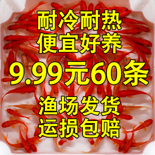 草金鱼观赏鱼耐活好养冷水鱼淡水饲料鱼小型观赏鱼活体小金鱼活鱼