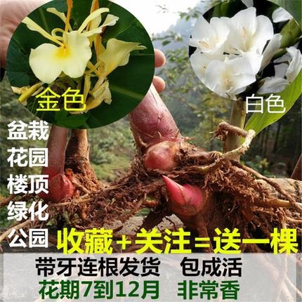 良种野姜花苗盆栽姜花种头野姜花蝴蝶百合花盆栽地栽花园绿化楼顶
