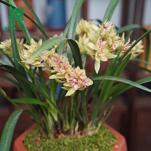 建兰 11月浓香兰花壮苗客厅窗台阳台植物盆栽 富山奇蝶 花期6月