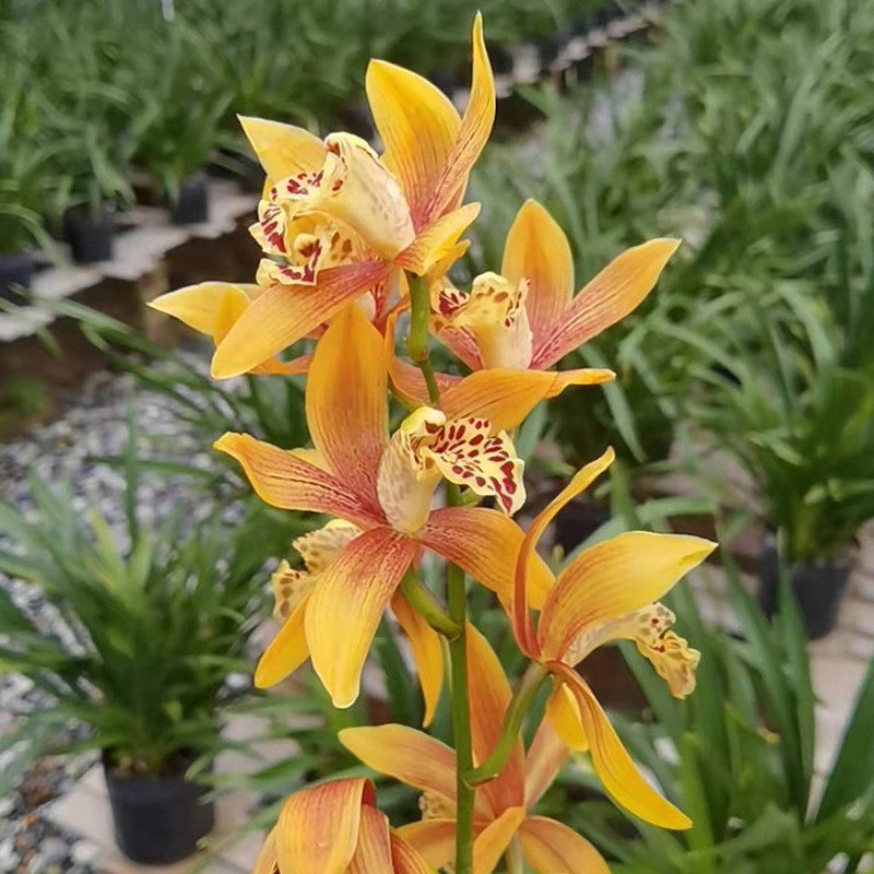 大花蕙兰【东方美人】(花期:10月-3月)浓香型兰花卉绿植盆栽