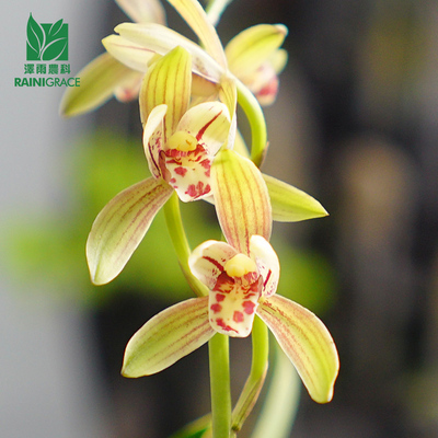 建兰【四季达摩】禅月达摩矮种金边兰花苗浓香花卉绿植迷你盆栽
