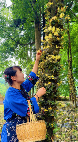 湘西凤凰深山自然采摘铁皮石斛花茶