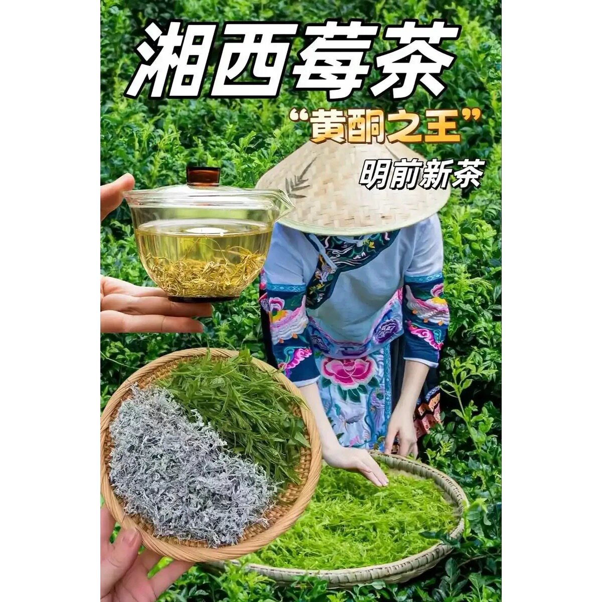 湘西凤凰霉茶原产地清明前茶养生茶霉茶正品