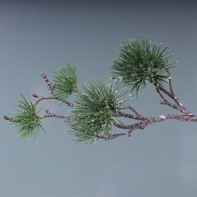 枫桥苑仿真黑松盆景塑料叶假松枝