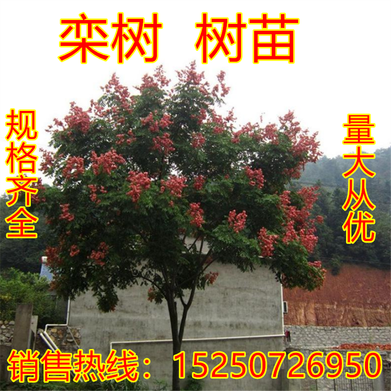 栾树苗黄山栾树小苗庭院行道大型耐寒绿化风景树占地拆迁北栾花苗