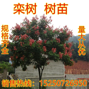 栾树苗黄山栾树小苗庭院行道大型耐寒绿化风景树占地拆迁北栾花苗