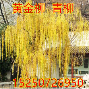黄金柳树苗耐寒耐热金丝垂柳小苗庭院道路直生柳苗绿化行道树植物